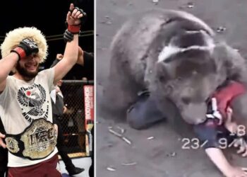 Khabib Nurmagomedov vs Bear