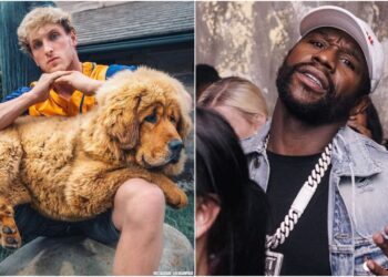 Logan Paul, Floyd Mayweather